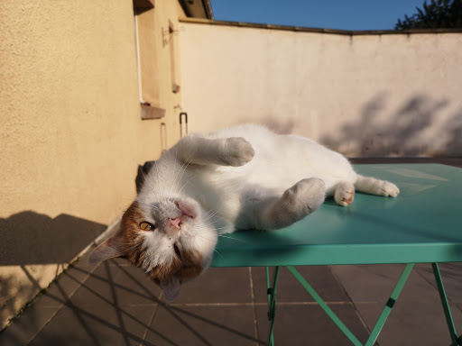 Boule de poils & Co s'occupe de vos animaux de compagnies à votre domicile sur Valenciennes et ses environs. Nous avons aussi une pension pour chat sur Marly